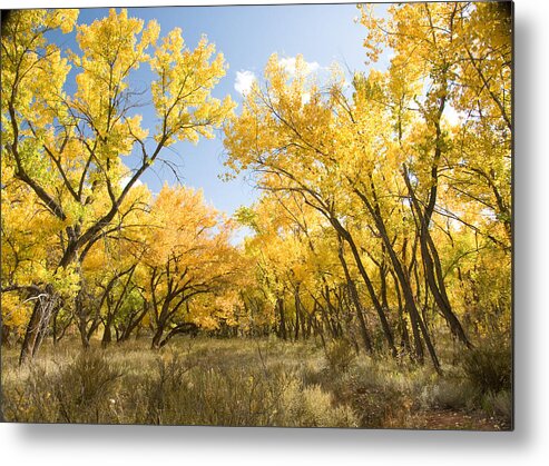 Fall Leaves Metal Print featuring the photograph Fall Leaves in New Mexico by Shane Kelly