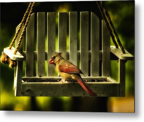 Cardinal Metal Print featuring the photograph Female Cardinal in Evening Light by Bill and Linda Tiepelman