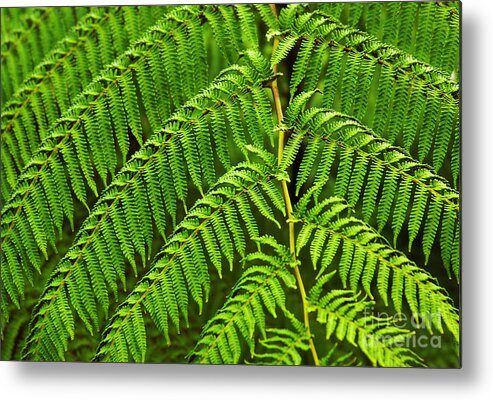 Backgrounds Metal Print featuring the photograph Fern Fronds by Carlos Caetano