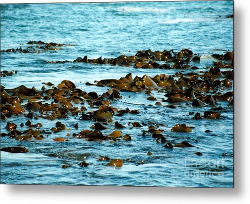 New Zealand Metal Print featuring the photograph Floating Seaweed by Jackie Sherwood