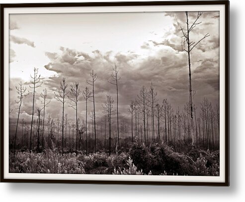 Tree Metal Print featuring the photograph Forest Regrowth by Farol Tomson