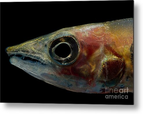 Freshwater Barracuda Metal Print featuring the photograph Freshwater Barracuda by Dant Fenolio