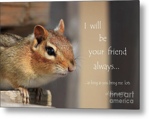 Chipmunk Metal Print featuring the photograph Friend for Peanuts by Cathy Beharriell