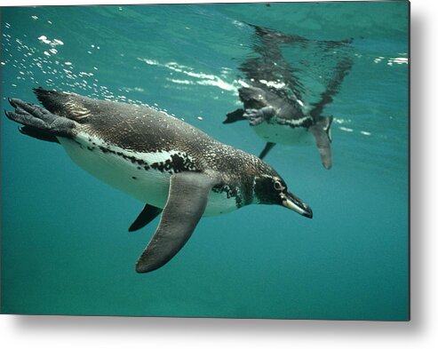 00140374 Metal Print featuring the photograph Galapagos Penguin Underwater by Tui De Roy