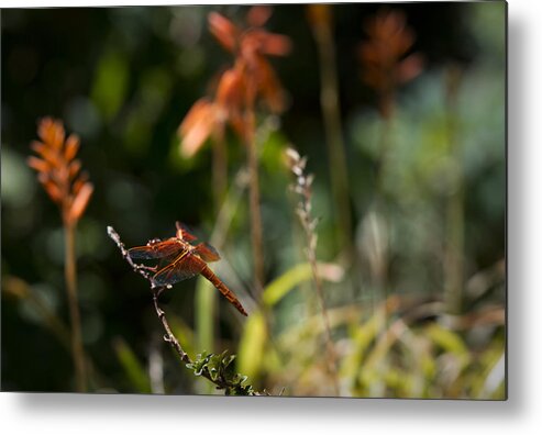 Dragonfly Metal Print featuring the photograph Garden Orange by Priya Ghose
