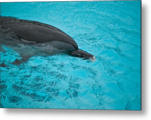 Wildlife Metal Print featuring the photograph Gentle Creature Wil 260 by Gordon Sarti