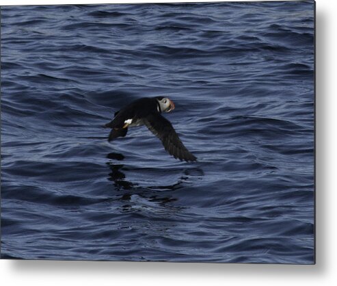 Atlantic Puffin Metal Print featuring the photograph Gliding Puffin by Daniel Hebard
