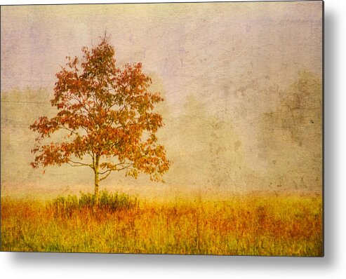 Fog Metal Print featuring the photograph Gold by Debra and Dave Vanderlaan