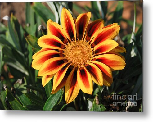 Orange Metal Print featuring the photograph Gorgeous Beauty by Fotosas Photography