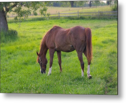 Horse Metal Print featuring the photograph Grazing by Cindy Haggerty