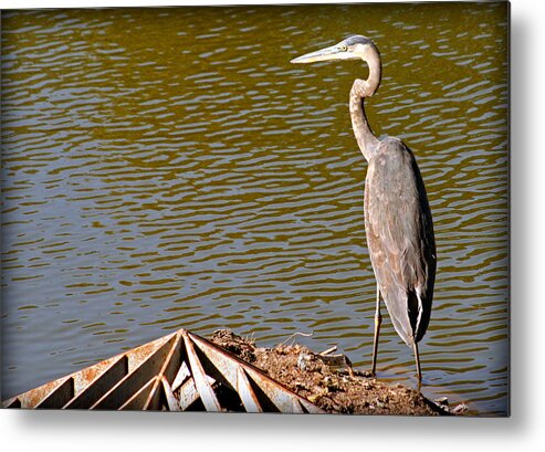 Great Metal Print featuring the photograph Great Blue Heron by Kay Novy