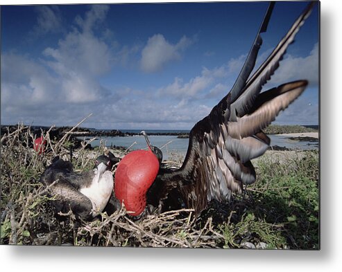 00141693 Metal Print featuring the photograph Great Frigatebirds Courting by Tui De Roy