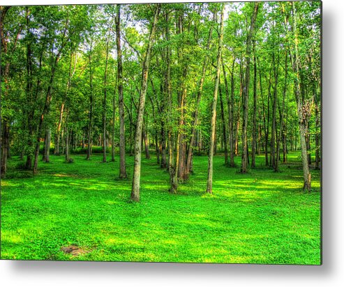 Green Metal Print featuring the photograph Green Floored Forest by Jackie Novak