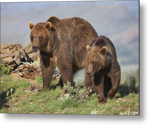 00176540 Metal Print featuring the photograph Grizzly Bear Mother With A One Year Old by Tim Fitzharris