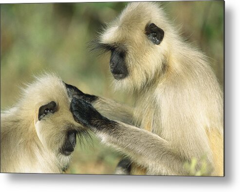 00620106 Metal Print featuring the photograph Hanuman Langurs Grooming India by Cyril Ruoso