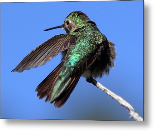 Hummingbird Metal Print featuring the photograph He Went That Way by Shane Bechler