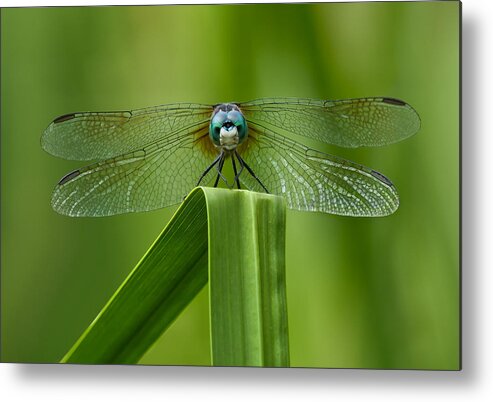 Dragonfly Metal Print featuring the photograph Head on Dragonfly by Steve Zimic