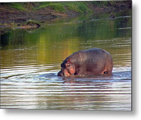 Kenya Metal Print featuring the photograph Hippopotamus in Mara River by Tony Murtagh