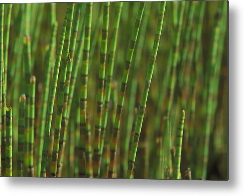 00760024 Metal Print featuring the photograph Horsetail Stand by Christian Ziegler