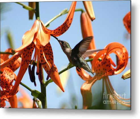 Birds Metal Print featuring the photograph Hummingbird Days by Living Color Photography Lorraine Lynch