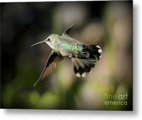 Hummingbird Metal Print featuring the photograph Hummingbird Fly By by Carol Groenen