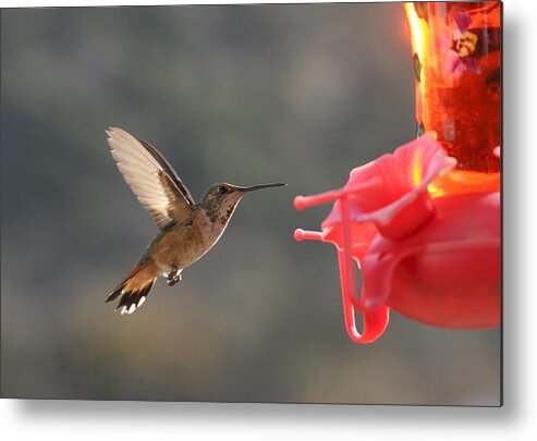 Animals Metal Print featuring the photograph Hummingbird by Scott Brown