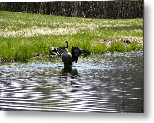 Pond Metal Print featuring the photograph I can flap I can flap by Kim Galluzzo