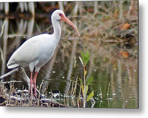 Ibis Metal Print featuring the photograph Ibis 1 by Joe Faherty