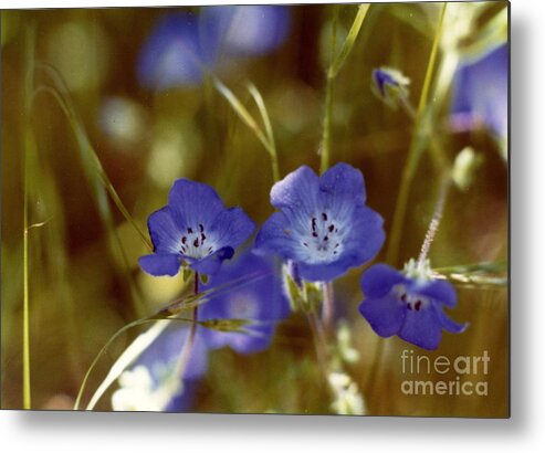 Blue Flowers Metal Print featuring the photograph Idyllwild Baby Blue Eyes by Johanne Peale