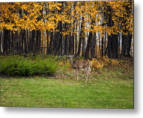 Canaan Valley Metal Print featuring the photograph In a Yellow Wood by Steve Harrington