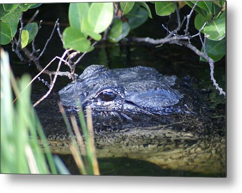 Alligator Metal Print featuring the photograph In the Swamp by Jerry Cahill