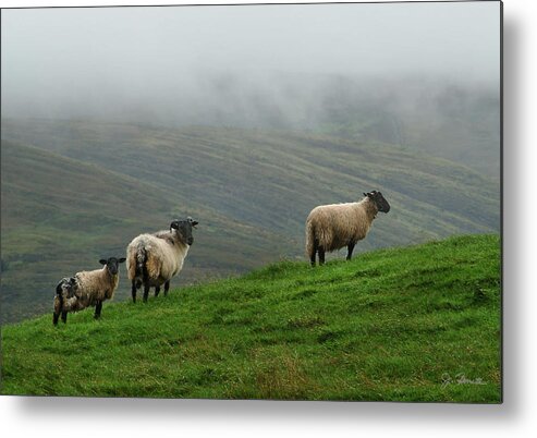 Ireland Metal Print featuring the photograph Irish Sheep in the Mist by Joe Bonita
