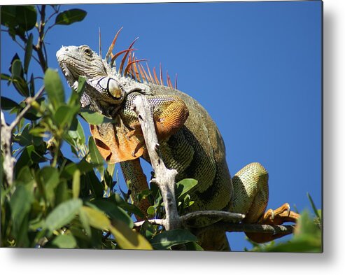Reptile Metal Print featuring the photograph It is a what by Jerry Cahill