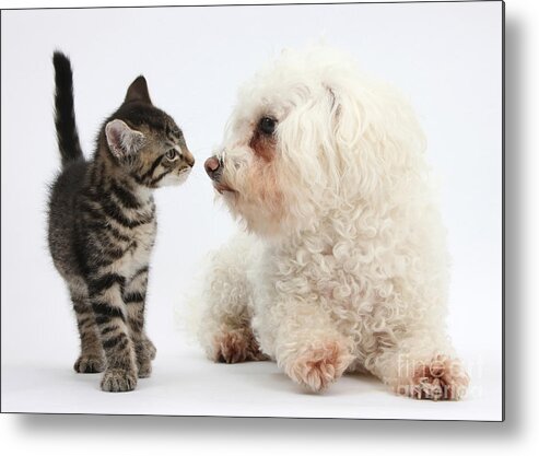 Animal Metal Print featuring the photograph Kitten & Pup Confrontation by Mark Taylor