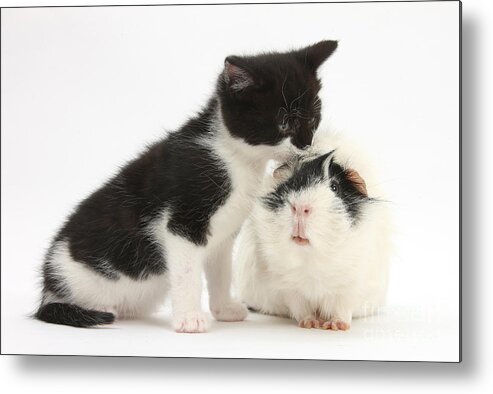 Nature Metal Print featuring the photograph Kitten With Guinea Pig by Mark Taylor