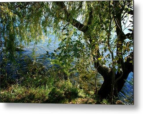 Lake Metal Print featuring the photograph Lakeside Tree by Kathleen Grace