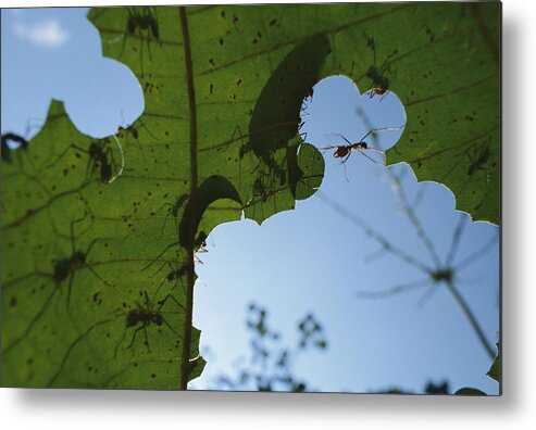 Mp Metal Print featuring the photograph Leafcutter Ant Atta Columbica Workers by Christian Ziegler