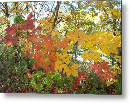 Astico Metal Print featuring the photograph Leaves by Janice Adomeit