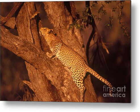 Nature Metal Print featuring the photograph Leopard Chasing Tree Squirrel by Gregory G Dimijian