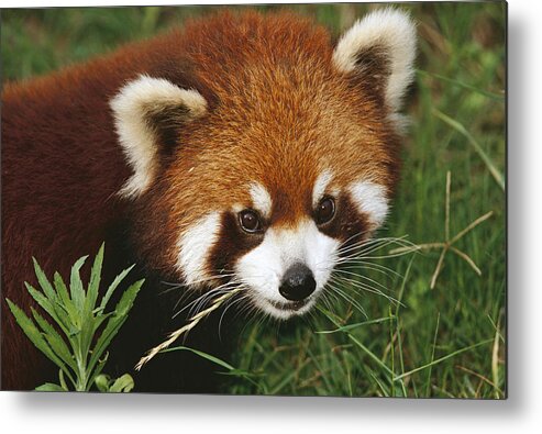 00750553 Metal Print featuring the photograph Lesser Panda Portrait China by Mark Moffett