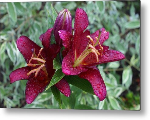 Lily Metal Print featuring the photograph Lily and Rain by Jerry Cahill