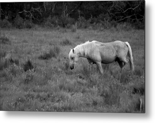 Pony Metal Print featuring the photograph Lonesome Pony by Lori Tambakis