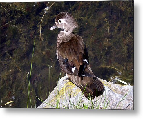 Bird On Rock Metal Print featuring the photograph Lovely To Look At by Burney Lieberman