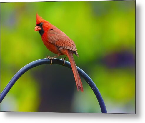 Cardinal Metal Print featuring the photograph Male Northern Cardinal on Pole 2 by Bill and Linda Tiepelman