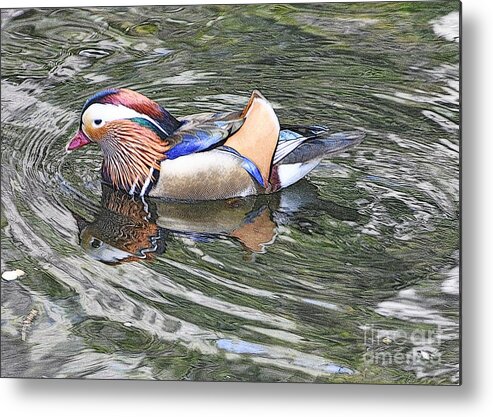 Ducks Metal Print featuring the photograph Mandarin Duck by Lydia Holly