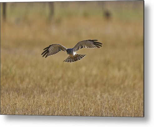 Landscape Metal Print featuring the photograph Marsh hawk by John T Humphrey