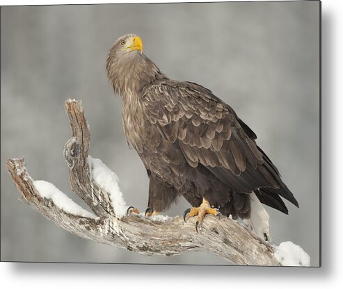White Tailed Sea Eagle Metal Print featuring the photograph Master and Commander - White-tailed Eagle by Andy Astbury