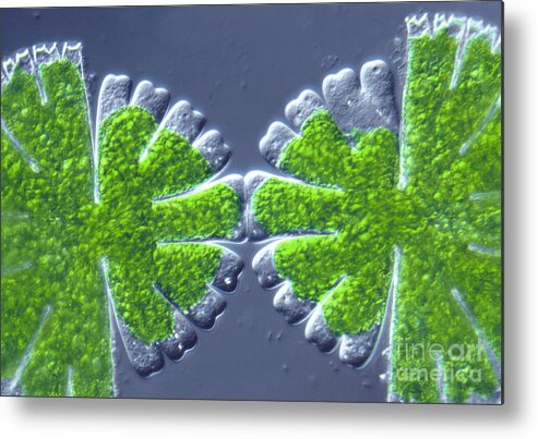 Light Microscopy Metal Print featuring the photograph Micrasterias Rotata by M. I. Walker