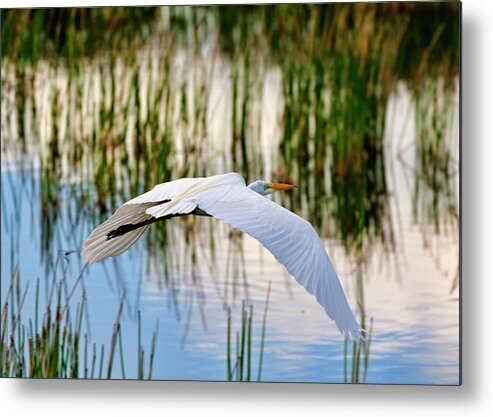 Morning Metal Print featuring the photograph Morning Flight by Bill Dodsworth