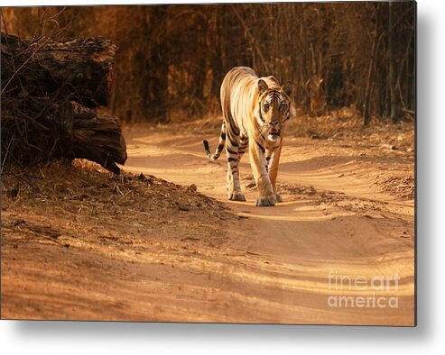 Royal Metal Print featuring the photograph Morning stroll by Fotosas Photography
